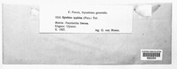 Epichloe typhina image